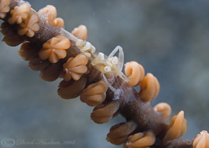 Shrimp on whip coral. Lembeh straits. D200, 60mm. by Derek Haslam 